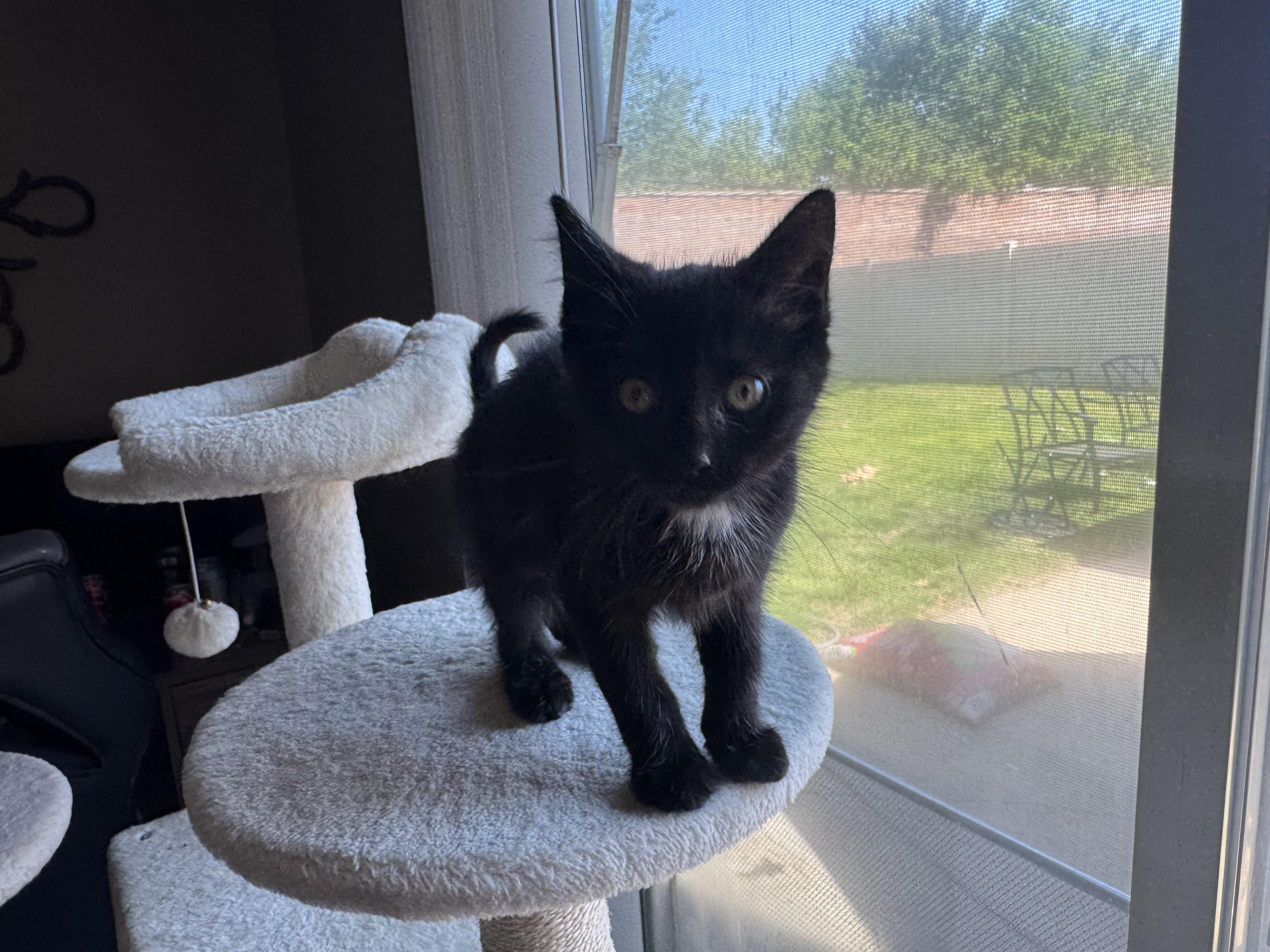 Sylvie, Adoptable, Kitten Female Bombay & Domestic Short Hair.