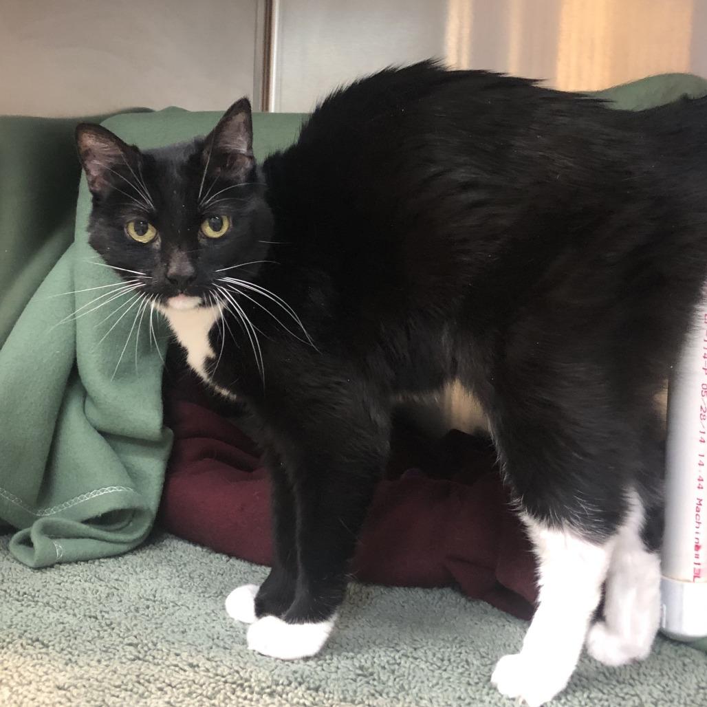 Enlarge Boots, a Adoptable Domestic Short Hair in Charlottesville, VA image 1/6