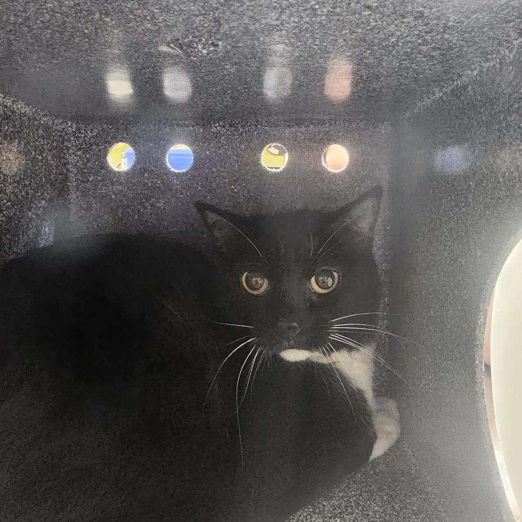 Enlarge Boots, a Adoptable Domestic Short Hair in Charlottesville, VA image 1/2