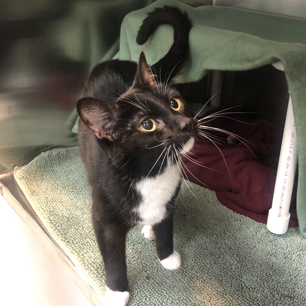 Enlarge Boots, a Adoptable Domestic Short Hair in Charlottesville, VA image 3/6