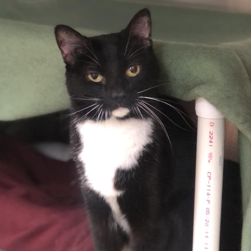 Enlarge Boots, a Adoptable Domestic Short Hair in Charlottesville, VA image 4/6