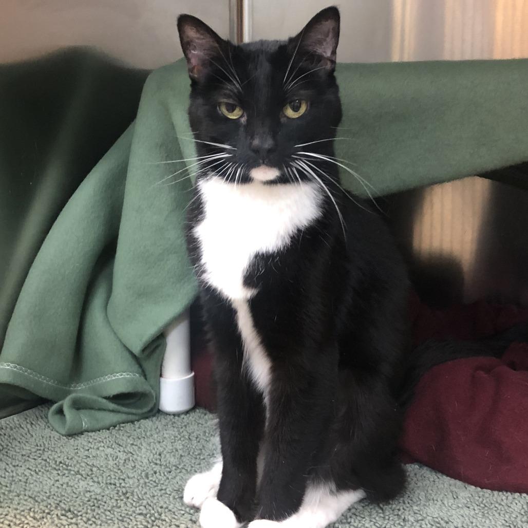 Enlarge Boots, a Adoptable Domestic Short Hair in Charlottesville, VA image 5/6