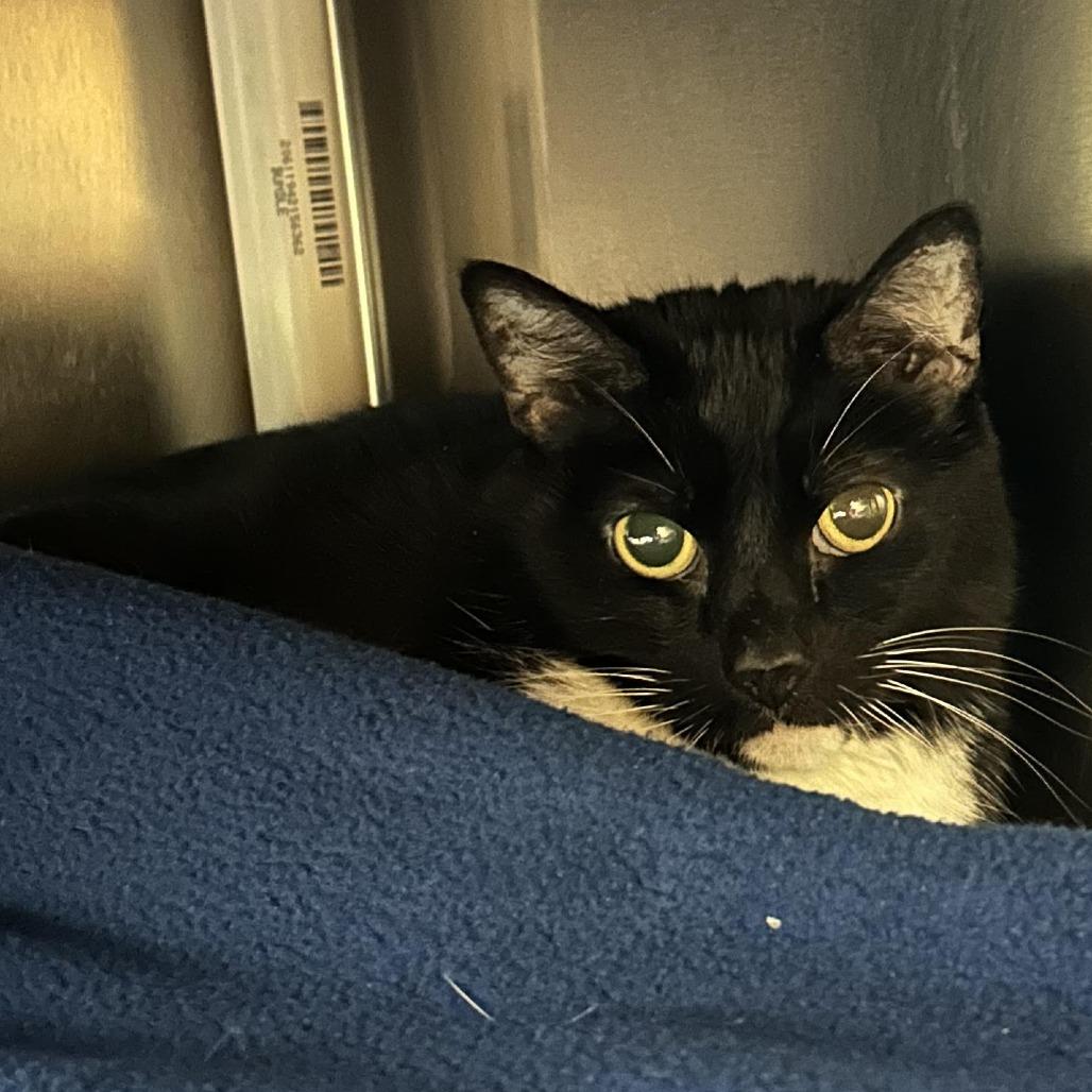 Enlarge Boots, a Adoptable Domestic Short Hair in Charlottesville, VA image 2/2