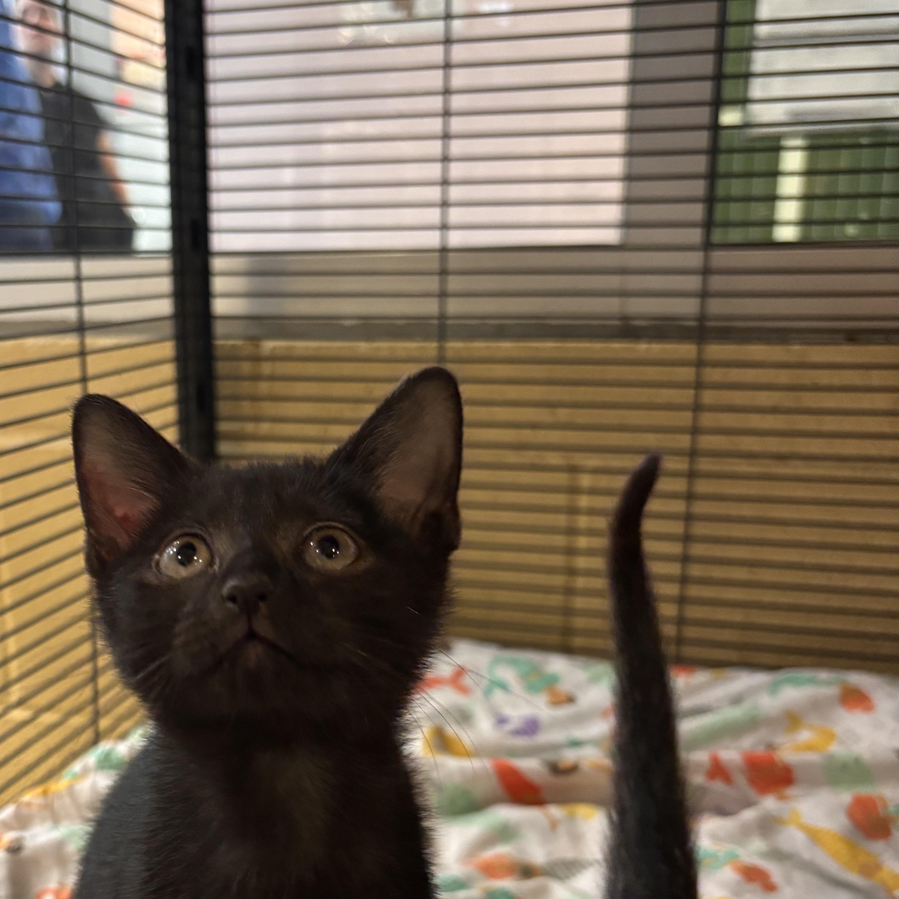 Lotus, adoptable, Young Female Domestic Short Hair.