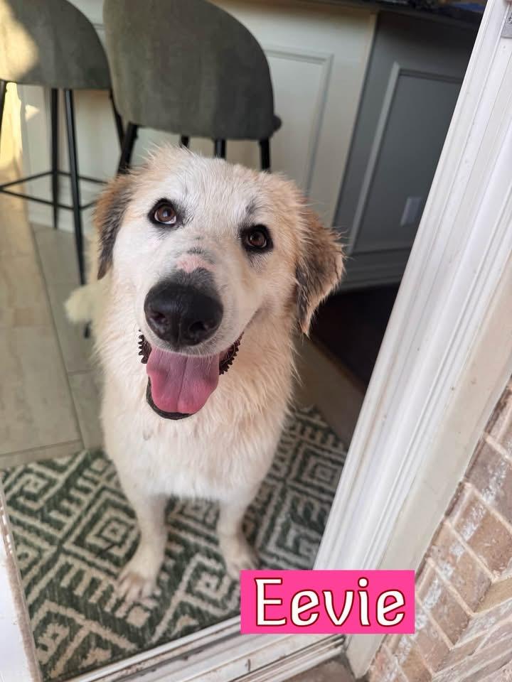 Eevie, ADOPTABLE, Adult Female Great Pyrenees.