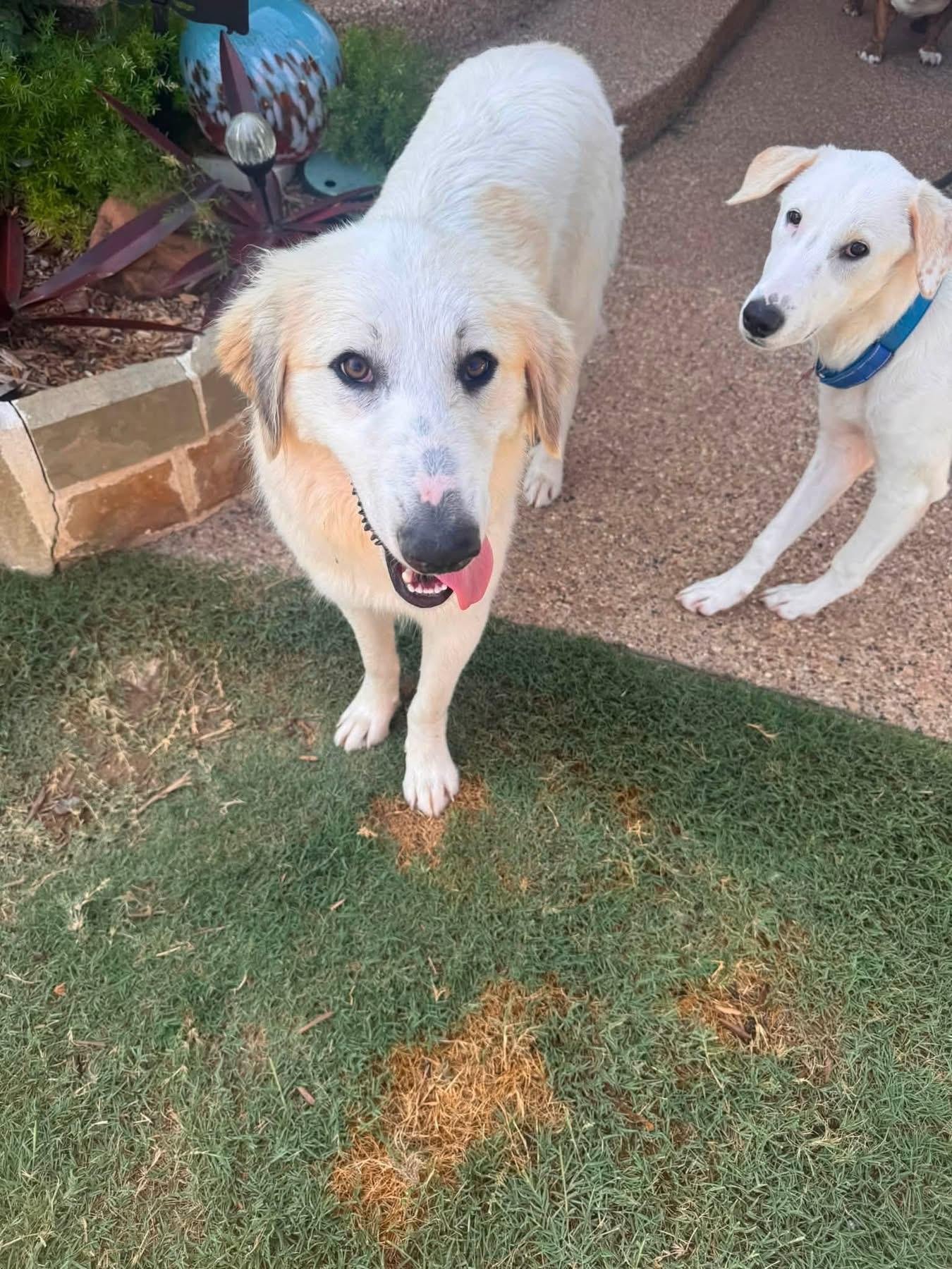 Eevie, a ADOPTABLE mixed breed in Southlake, TX image 2/6