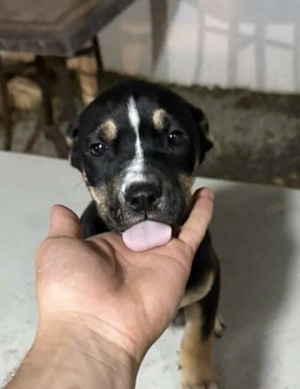 Selena, Adoptable, Puppy Female Australian Kelpie & Labrador Retriever.