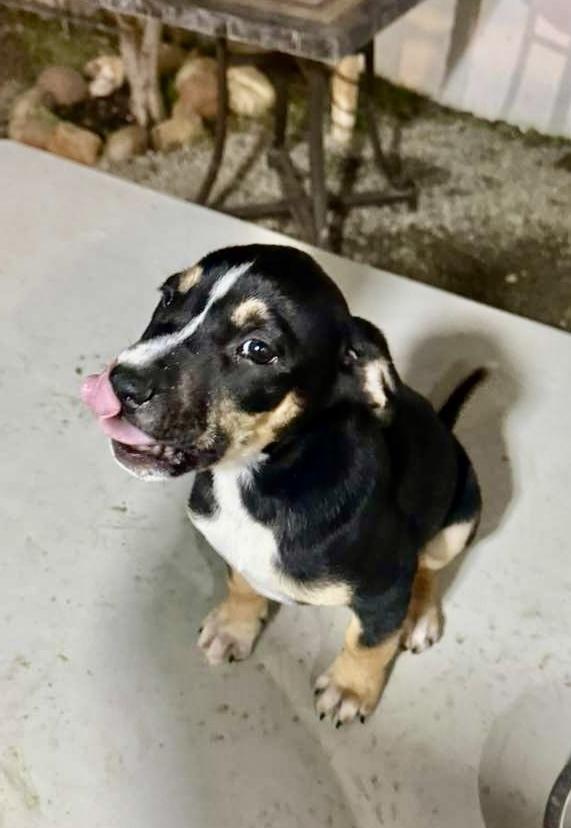 Enlarge Selena, a Adoptable mixed breed in Escondido, CA image 2/4