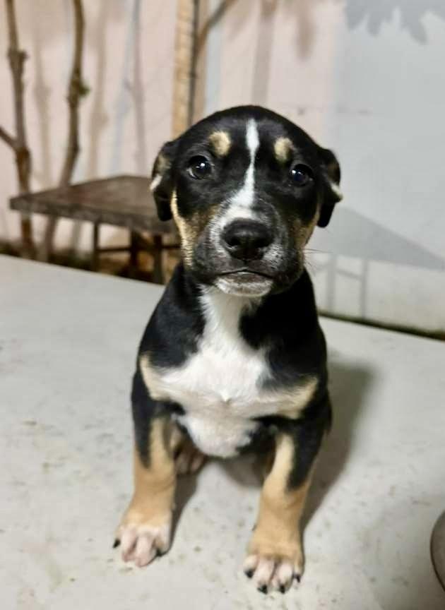 Enlarge Selena, a Adoptable mixed breed in Escondido, CA image 3/4