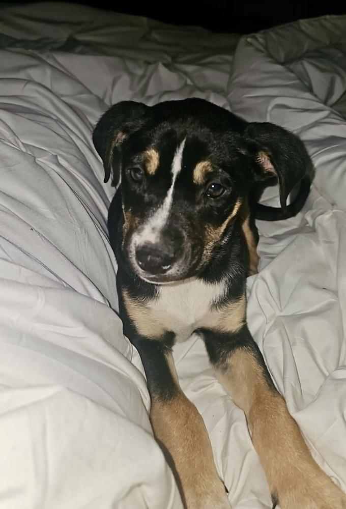 Enlarge Selena, a Adoptable mixed breed in Escondido, CA image 4/4