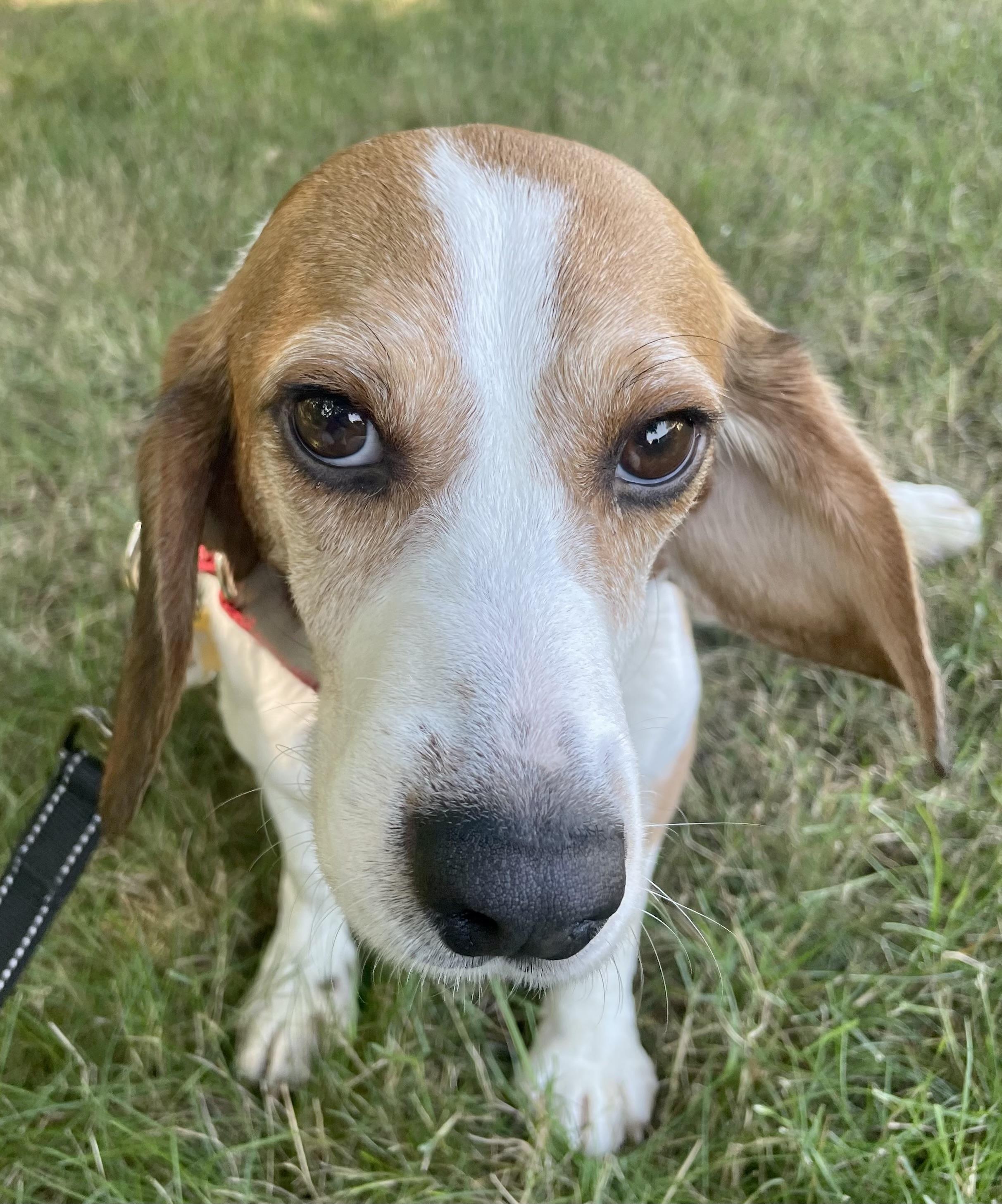 Cade, a ADOPTABLE Beagle in South Plainfield, NJ image 3/3