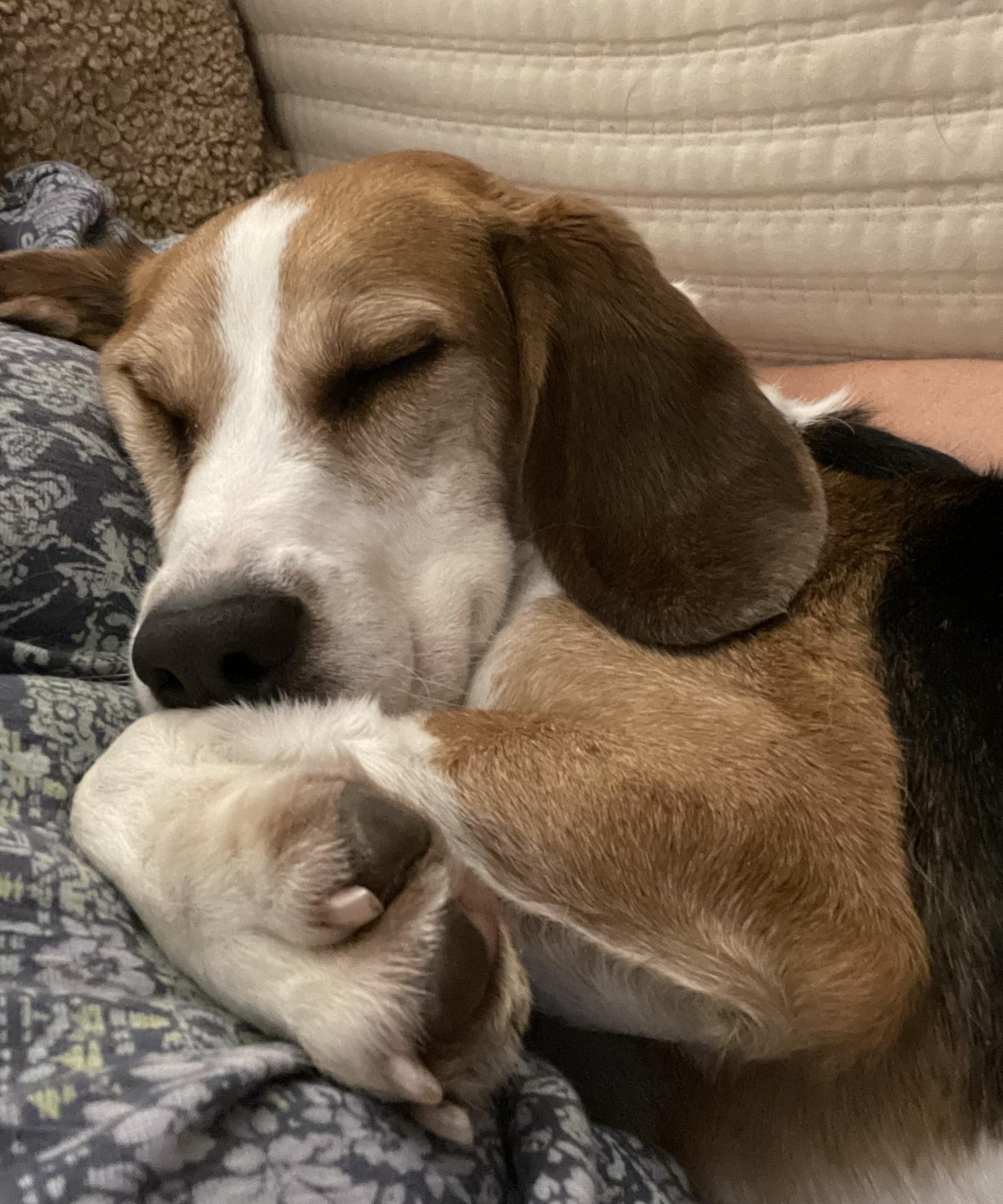 Cade, ADOPTABLE, Adult Male Beagle.