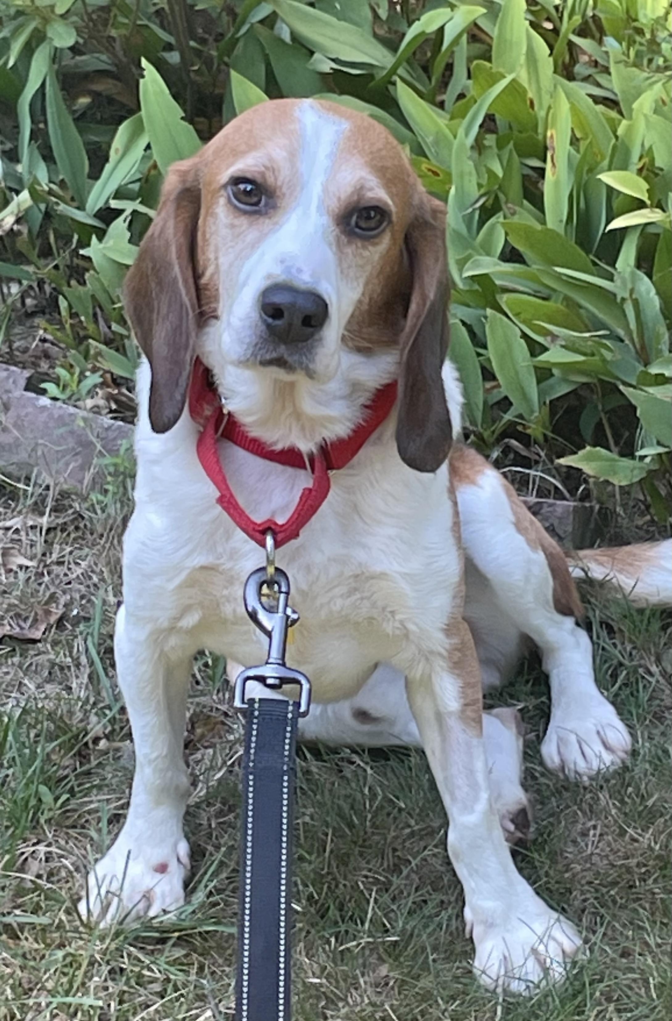 Cade, a ADOPTABLE Beagle in South Plainfield, NJ image 2/3