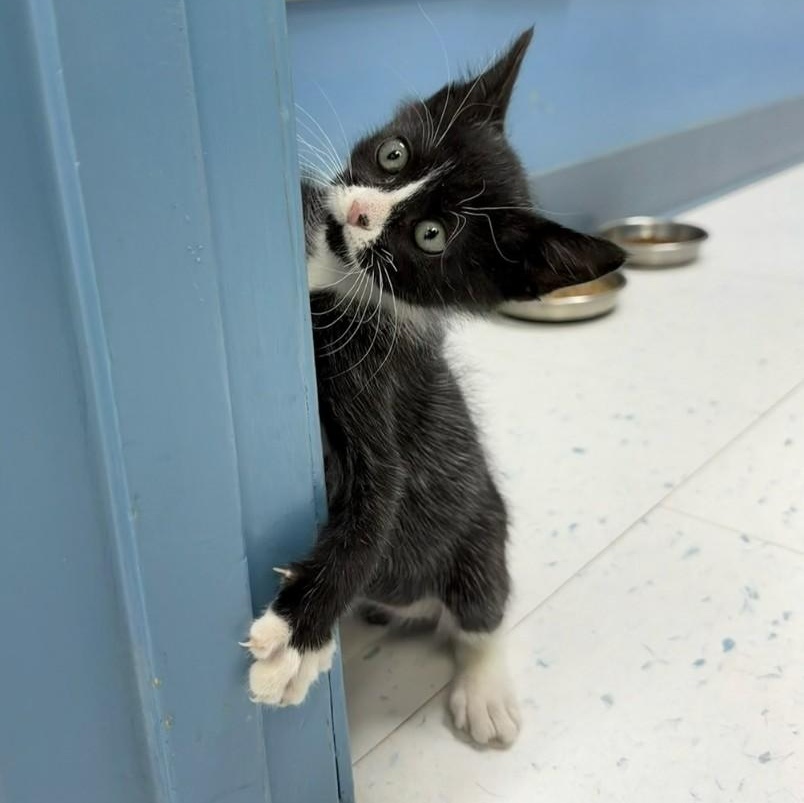 Figaro, an adoptable Domestic Short Hair in Marfa, TX, 79843 | Photo Image 1