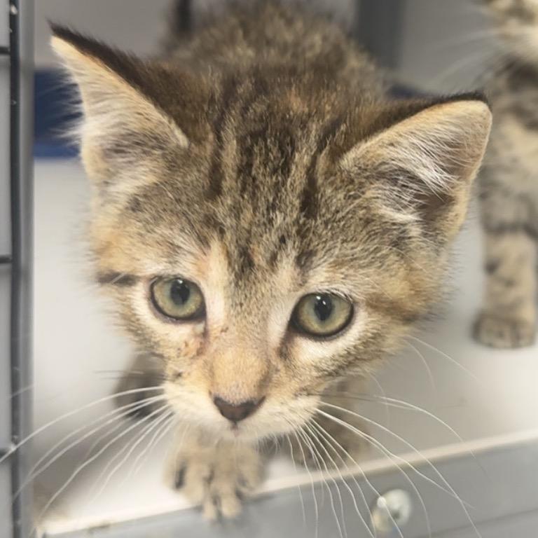 Lilbit, Adoptable, Kitten Female Domestic Medium Hair.