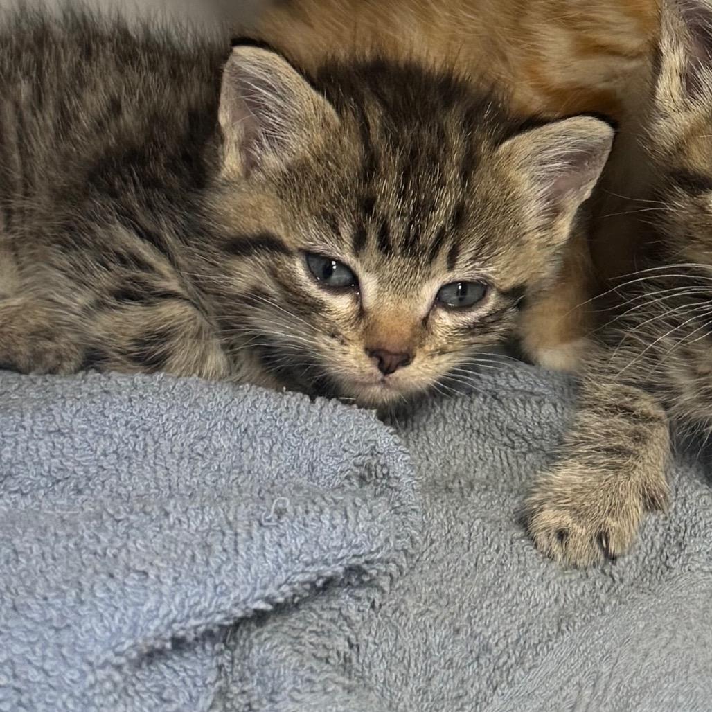 Lilbit, a Adoptable Domestic Medium Hair in Shelbyville, IL image 2/2