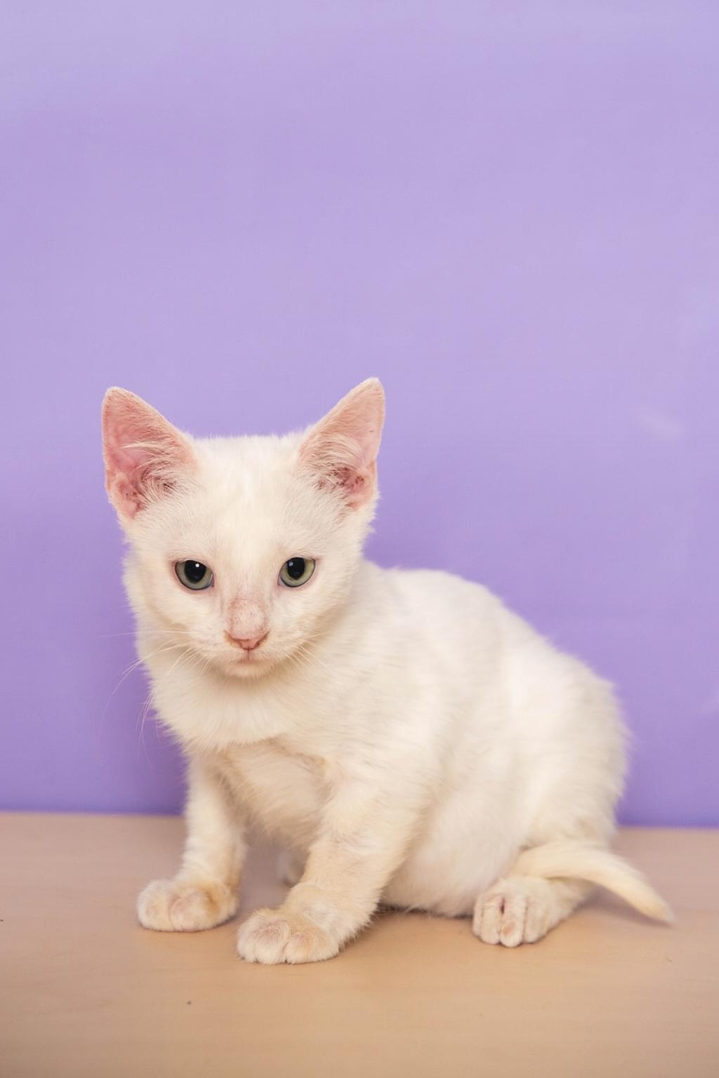 Enlarge Confetti, a Adoptable mixed breed in Sunrise, FL image 3/6