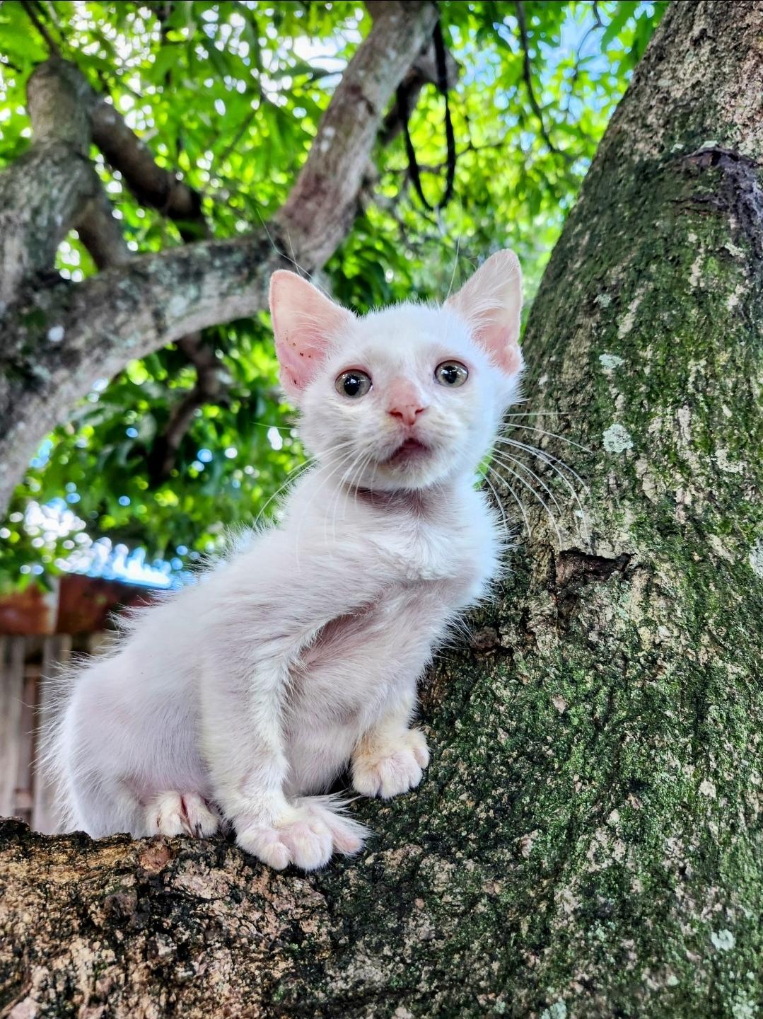 Enlarge Confetti, a Adoptable mixed breed in Sunrise, FL image 2/6