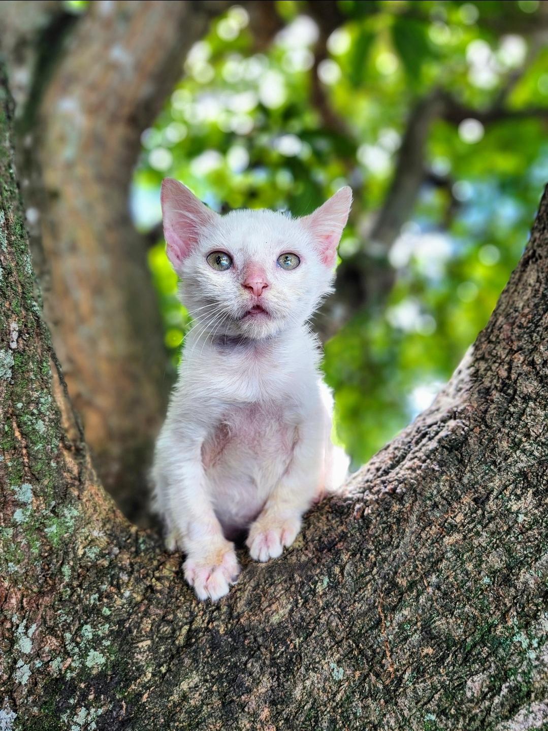 Enlarge Confetti, a Adoptable mixed breed in Sunrise, FL image 4/6