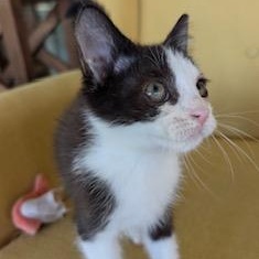 Blake - the tuxedo explorer with a heart of gold!