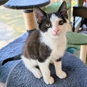 Blake - the tuxedo explorer with a heart of gold!