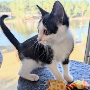 Blake - the tuxedo explorer with a heart of gold!