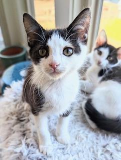 Blake - the tuxedo explorer with a heart of gold!