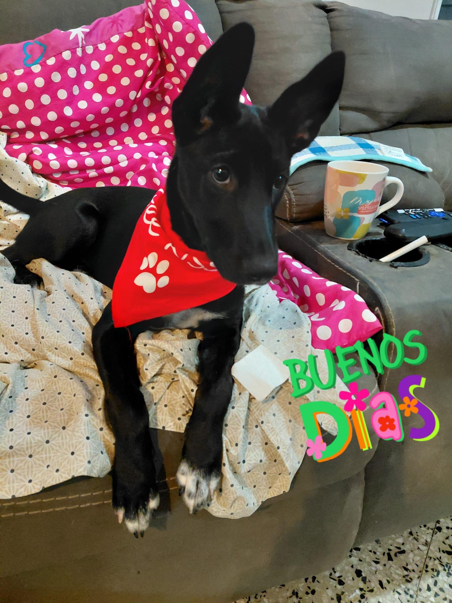 Millie, a ADOPTABLE mixed breed in Glen Rock, NJ image 4/4