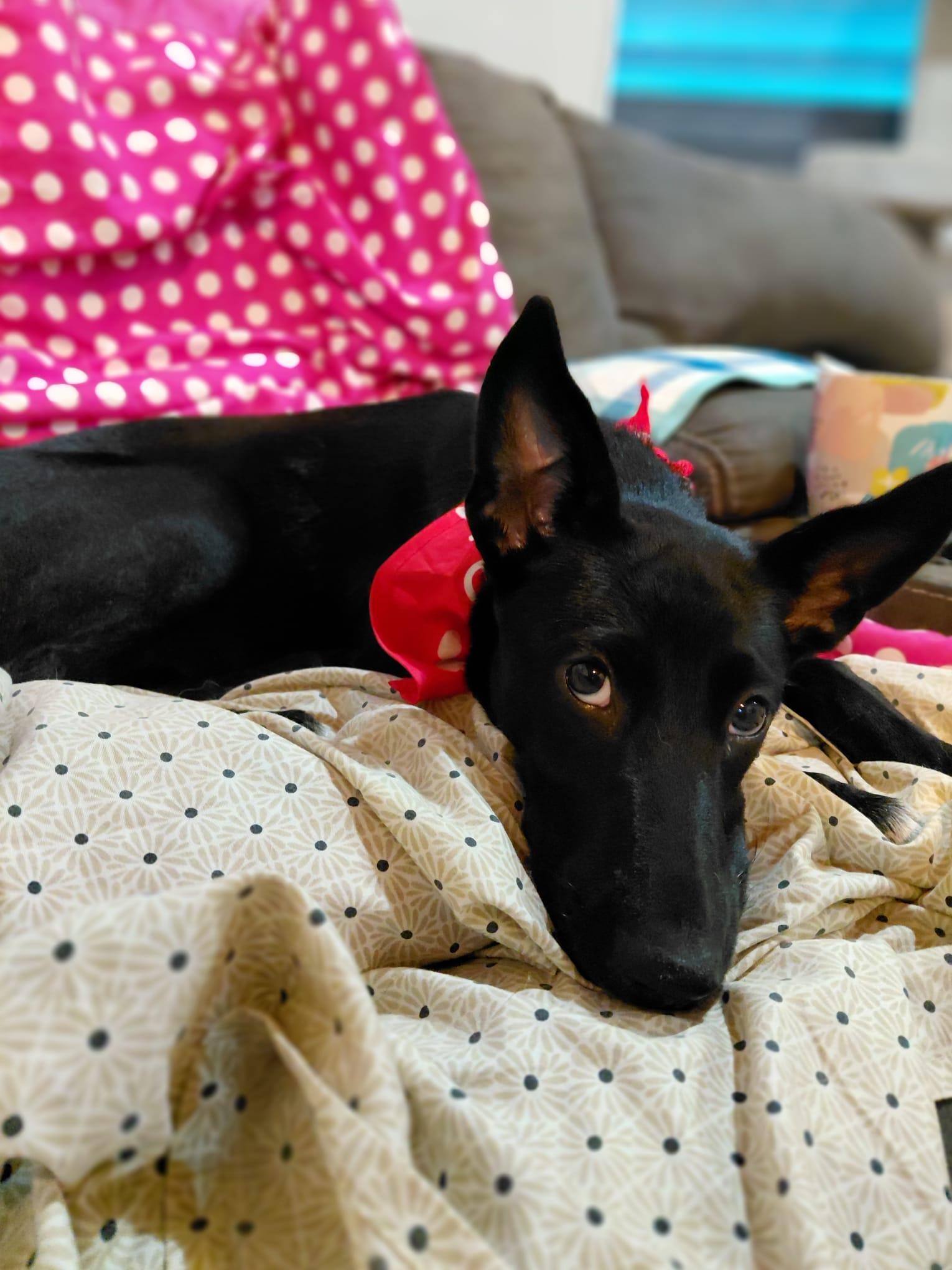 Millie, a ADOPTABLE mixed breed in Glen Rock, NJ image 3/4