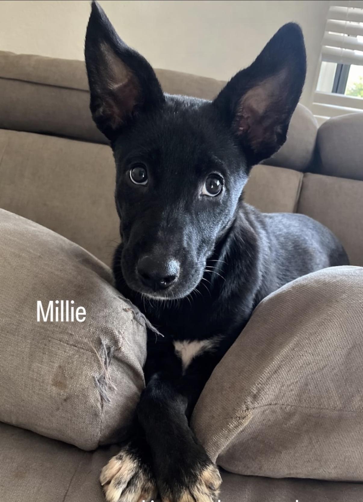Millie, a ADOPTABLE mixed breed in Glen Rock, NJ image 1/4