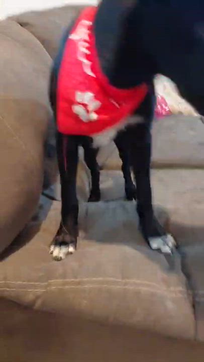 Enlarge Millie, a ADOPTABLE mixed breed in Glen Rock, NJ video 2/4