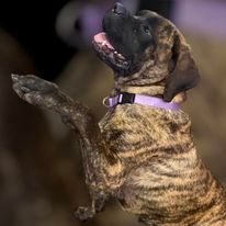 Jolee, a Adopted Mastiff in Hopkinsville, KY image 1/8