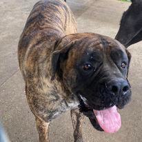 Jolee, a Adopted Mastiff in Hopkinsville, KY image 2/8
