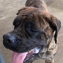 Jolee, a Adopted Mastiff in Hopkinsville, KY image 3/8