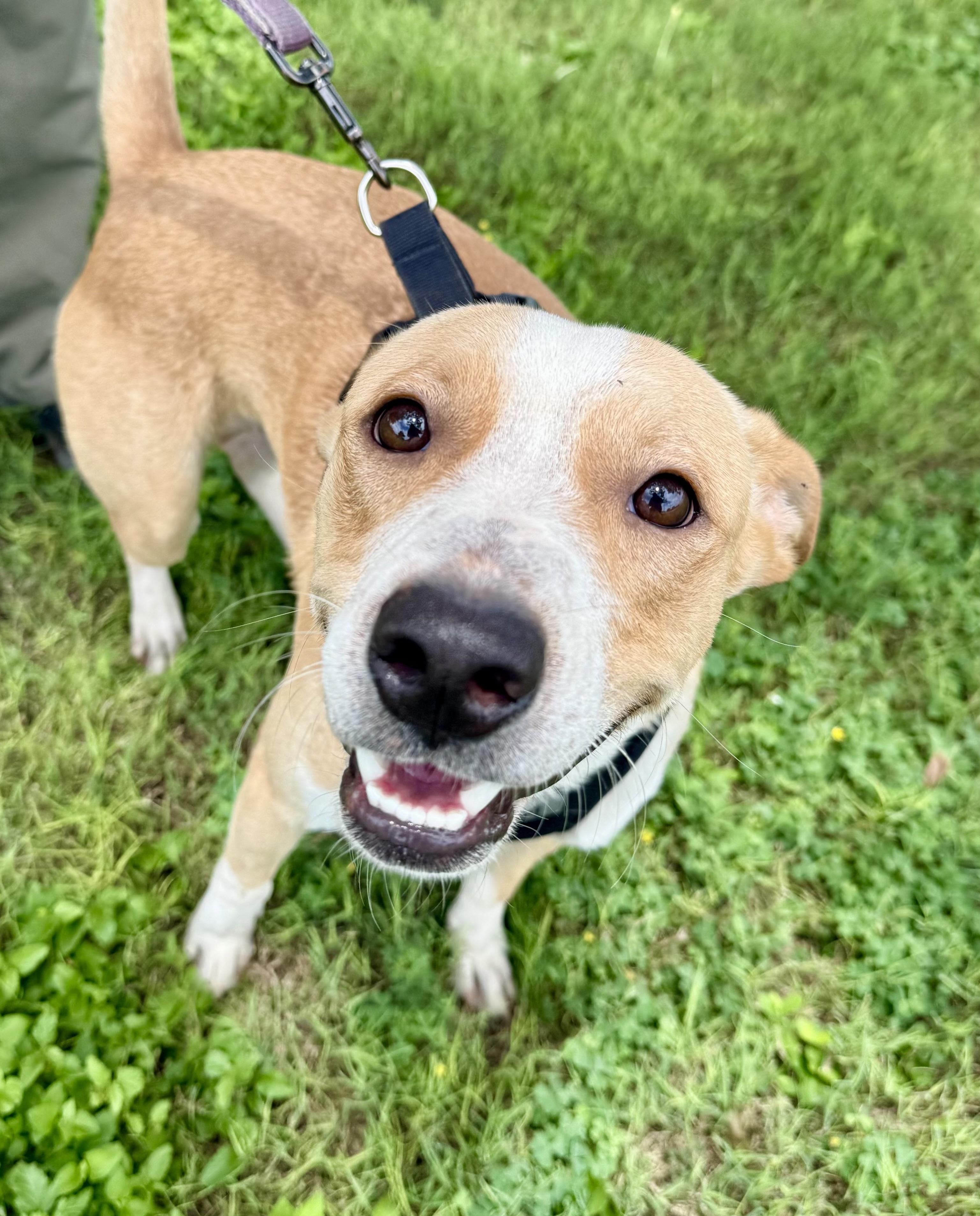 Teddy, a Adoptable mixed breed in Uvalde, TX image 1/6