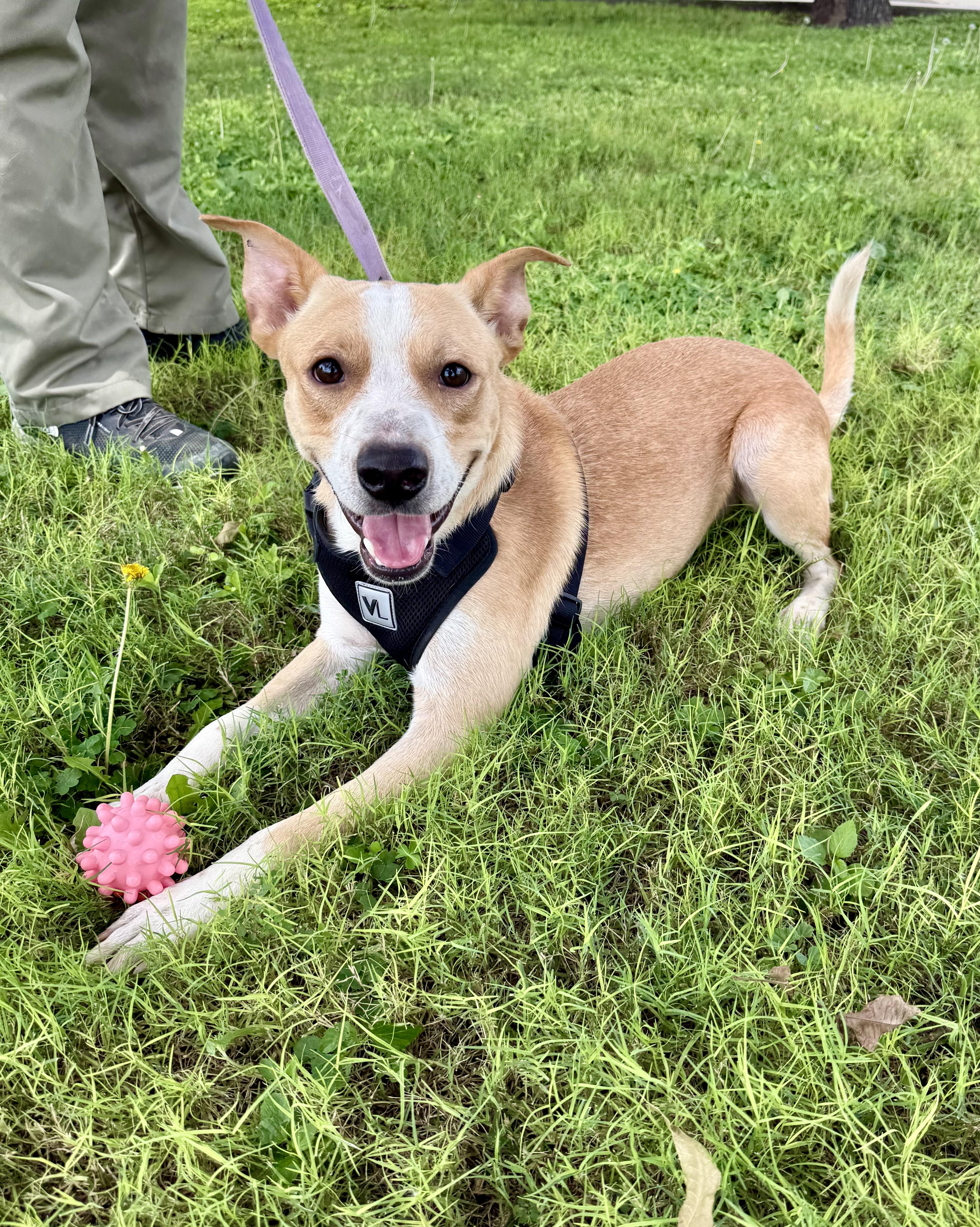 Teddy, a Adoptable mixed breed in Uvalde, TX image 2/6