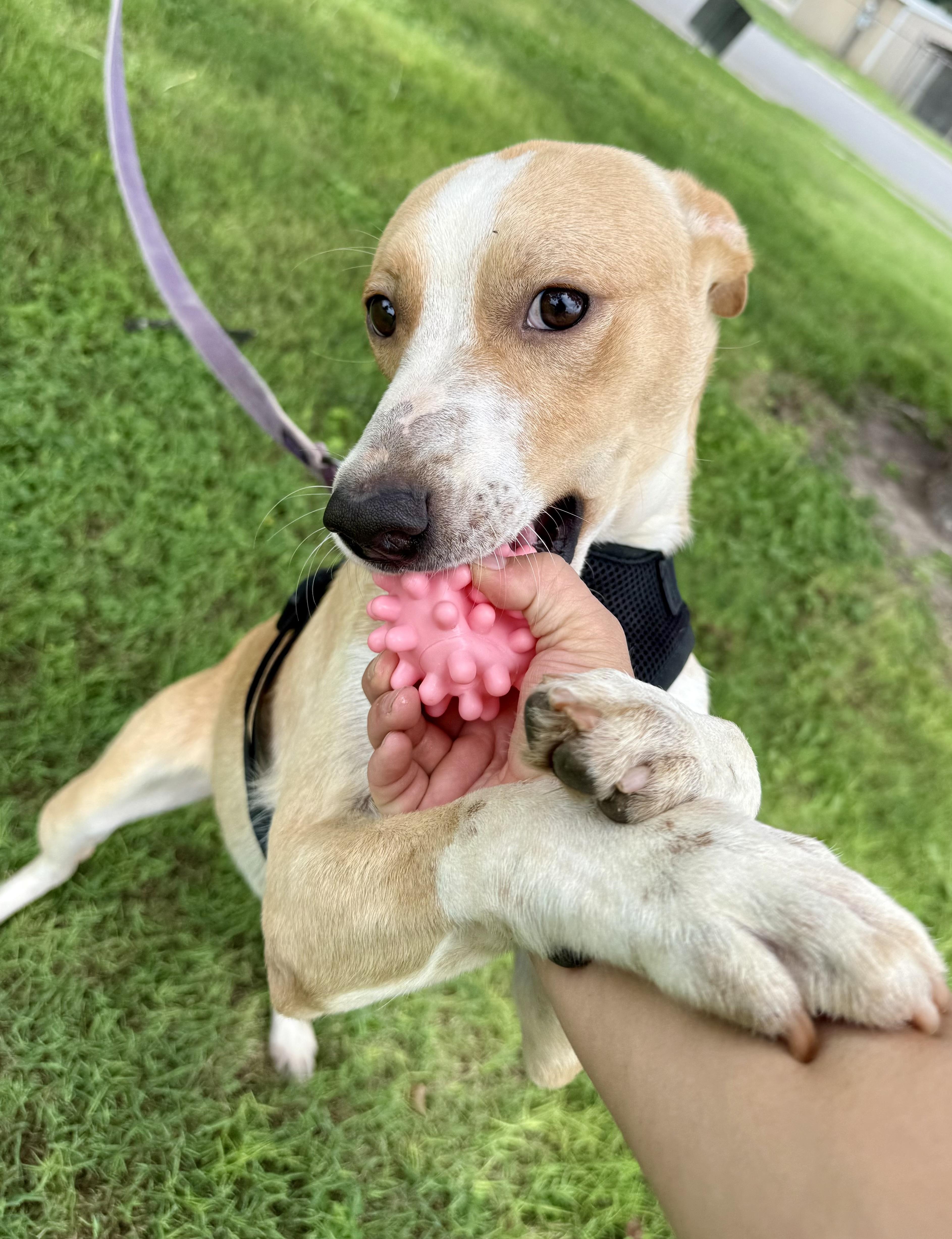 Teddy, Adoptable, Adult Male Australian Cattle Dog / Blue Heeler & Carolina Dog.