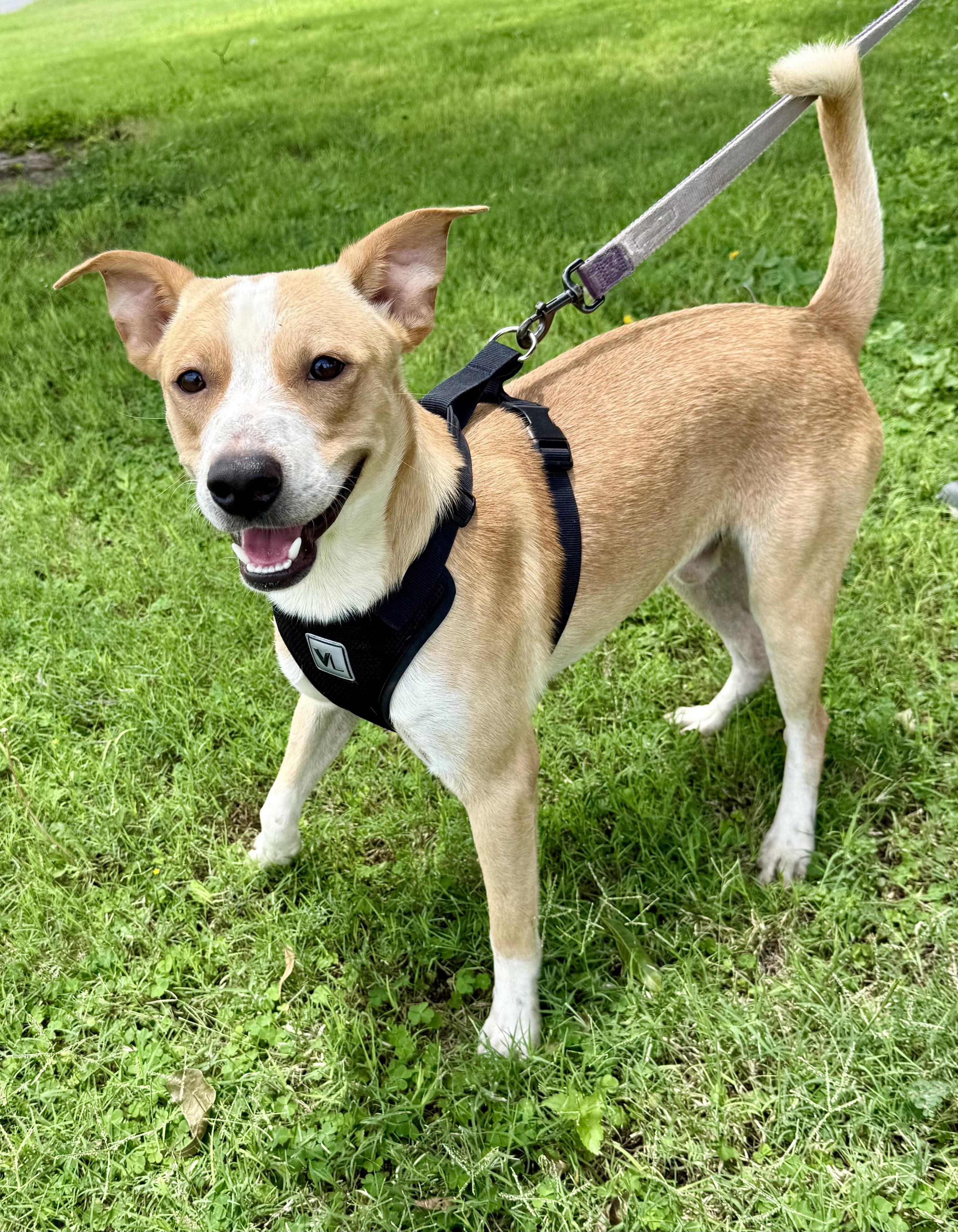 Teddy, a Adoptable mixed breed in Uvalde, TX image 4/6