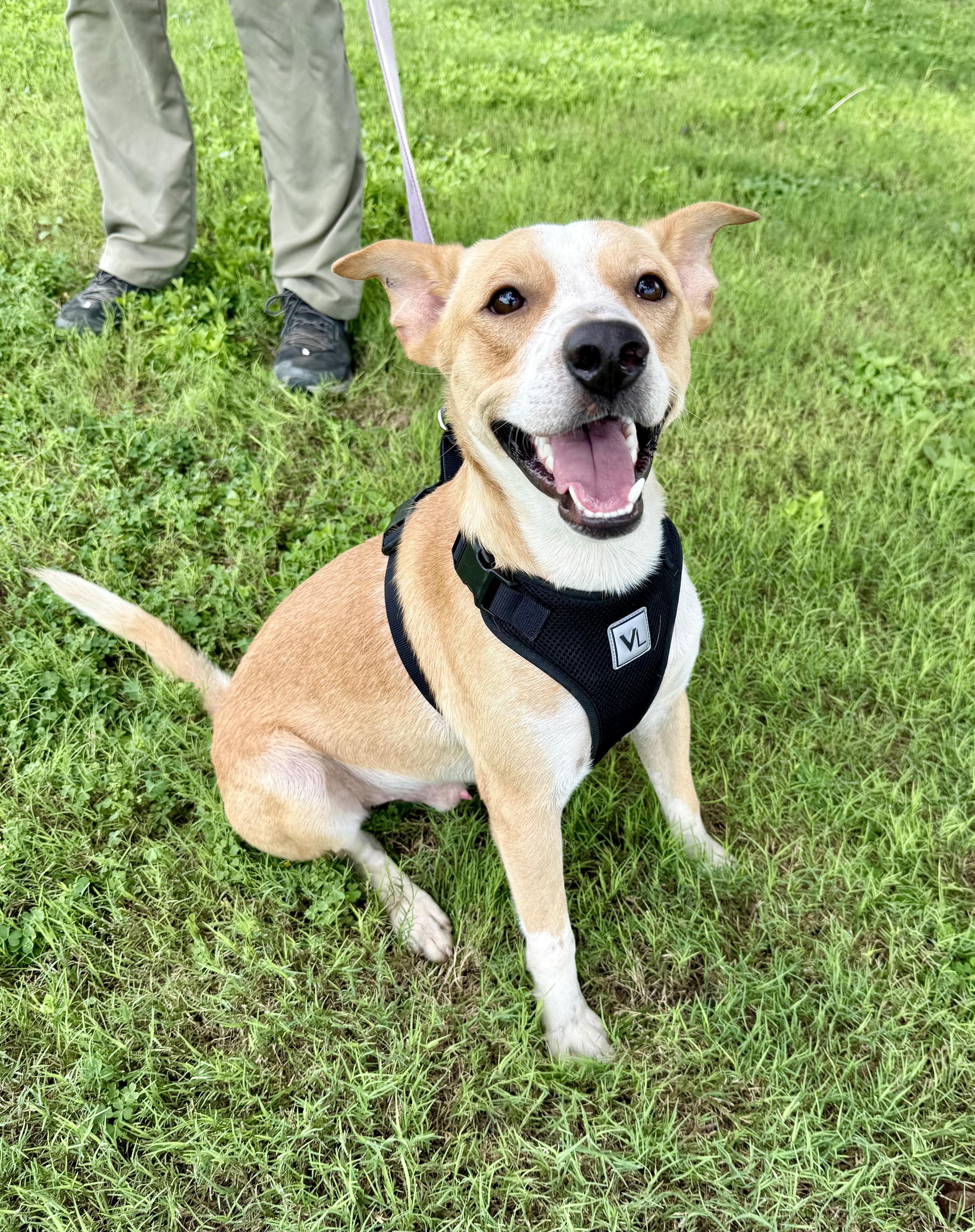 Teddy, a Adoptable mixed breed in Uvalde, TX image 5/6
