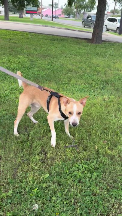 Enlarge Teddy, a Adoptable mixed breed in Uvalde, TX video 6/6