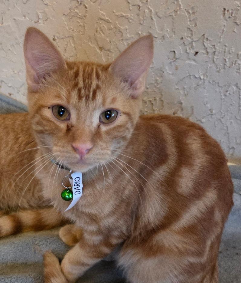 Dario, adopted, Young Male Tabby & Domestic Short Hair.