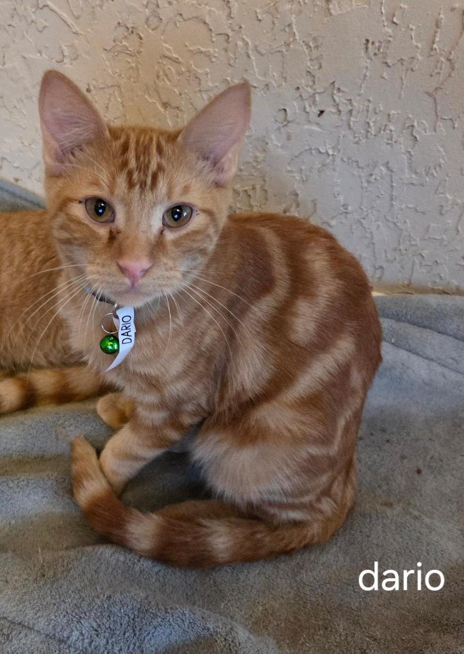 Enlarge Dario, an adopted mixed breed in Las Cruces, NM image 2/2