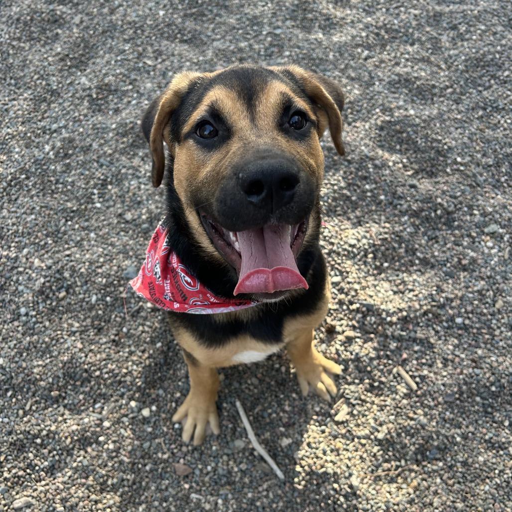 Enlarge Tater, a Adoptable Mixed Breed in Saint Cloud, MN image 1/6
