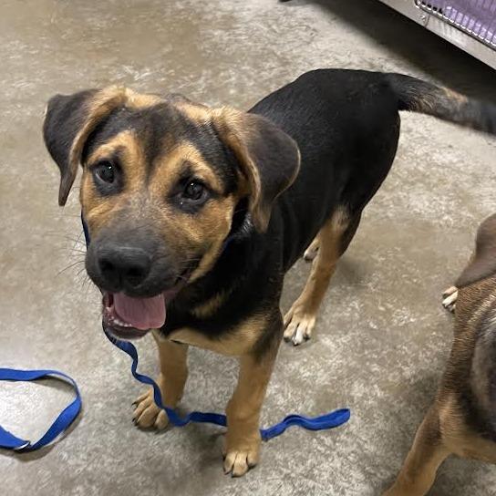 Enlarge Tater, a Adoptable Mixed Breed in Saint Cloud, MN image 2/6
