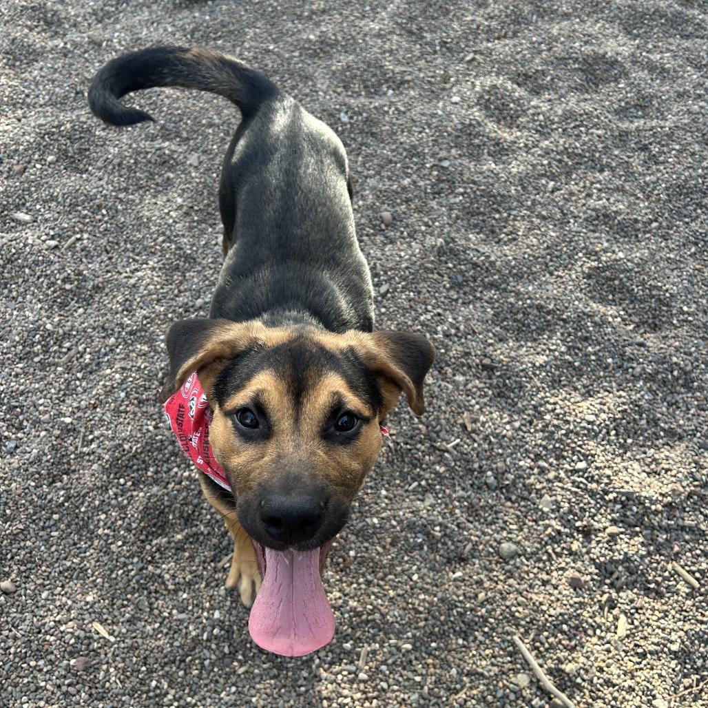Enlarge Tater, a Adoptable Mixed Breed in Saint Cloud, MN image 3/6