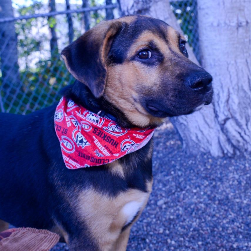 Enlarge Tater, a Adoptable Mixed Breed in Saint Cloud, MN image 4/6
