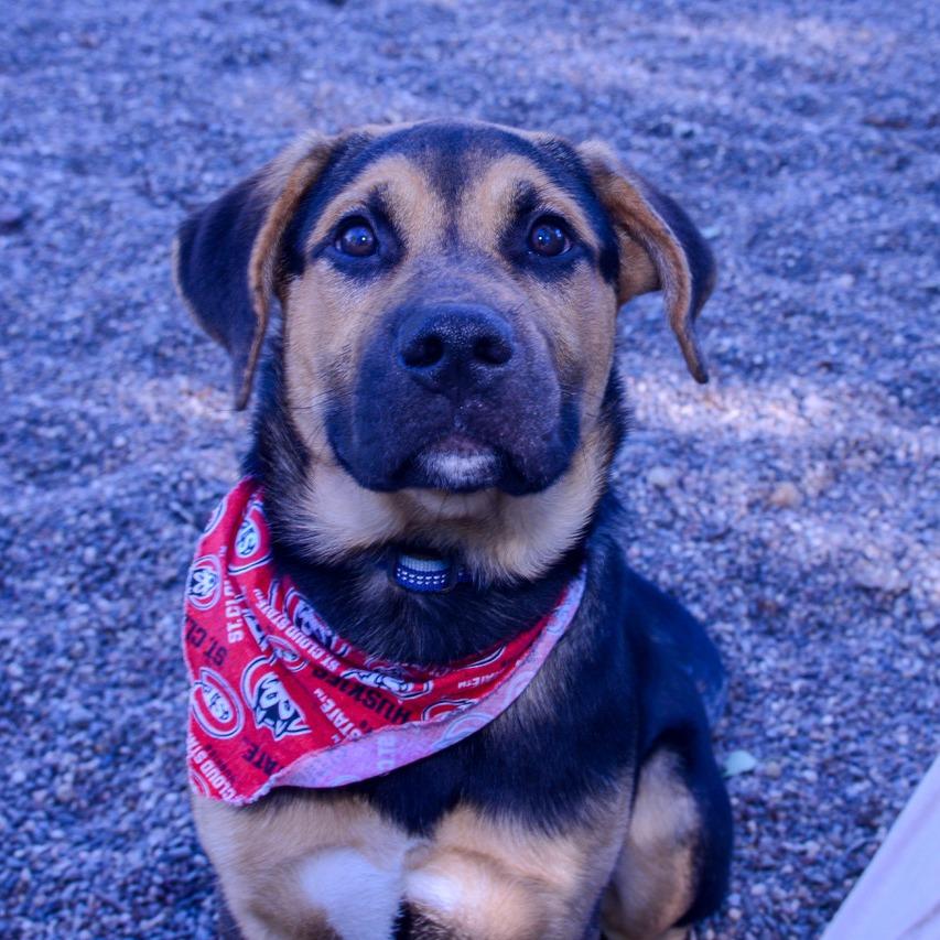 Enlarge Tater, a Adoptable Mixed Breed in Saint Cloud, MN image 5/6
