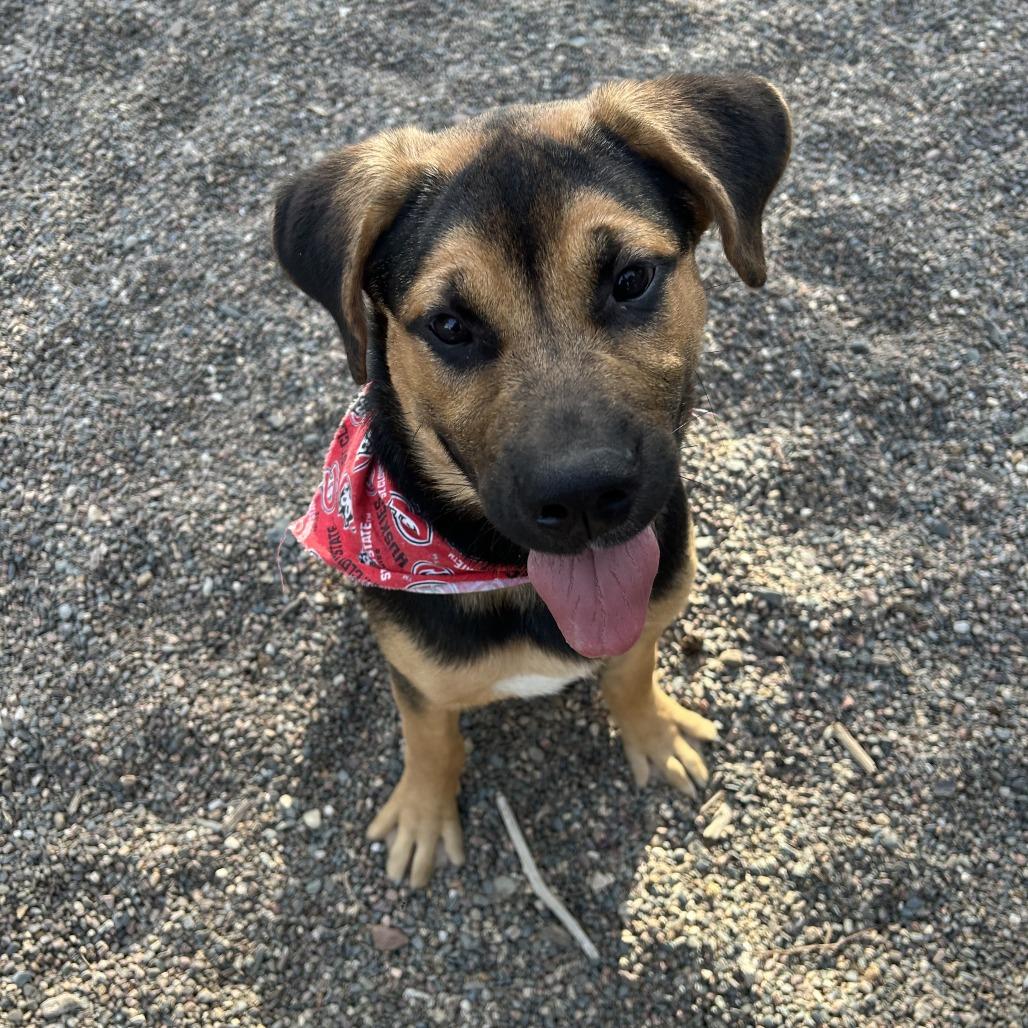Enlarge Tater, a Adoptable Mixed Breed in Saint Cloud, MN image 6/6