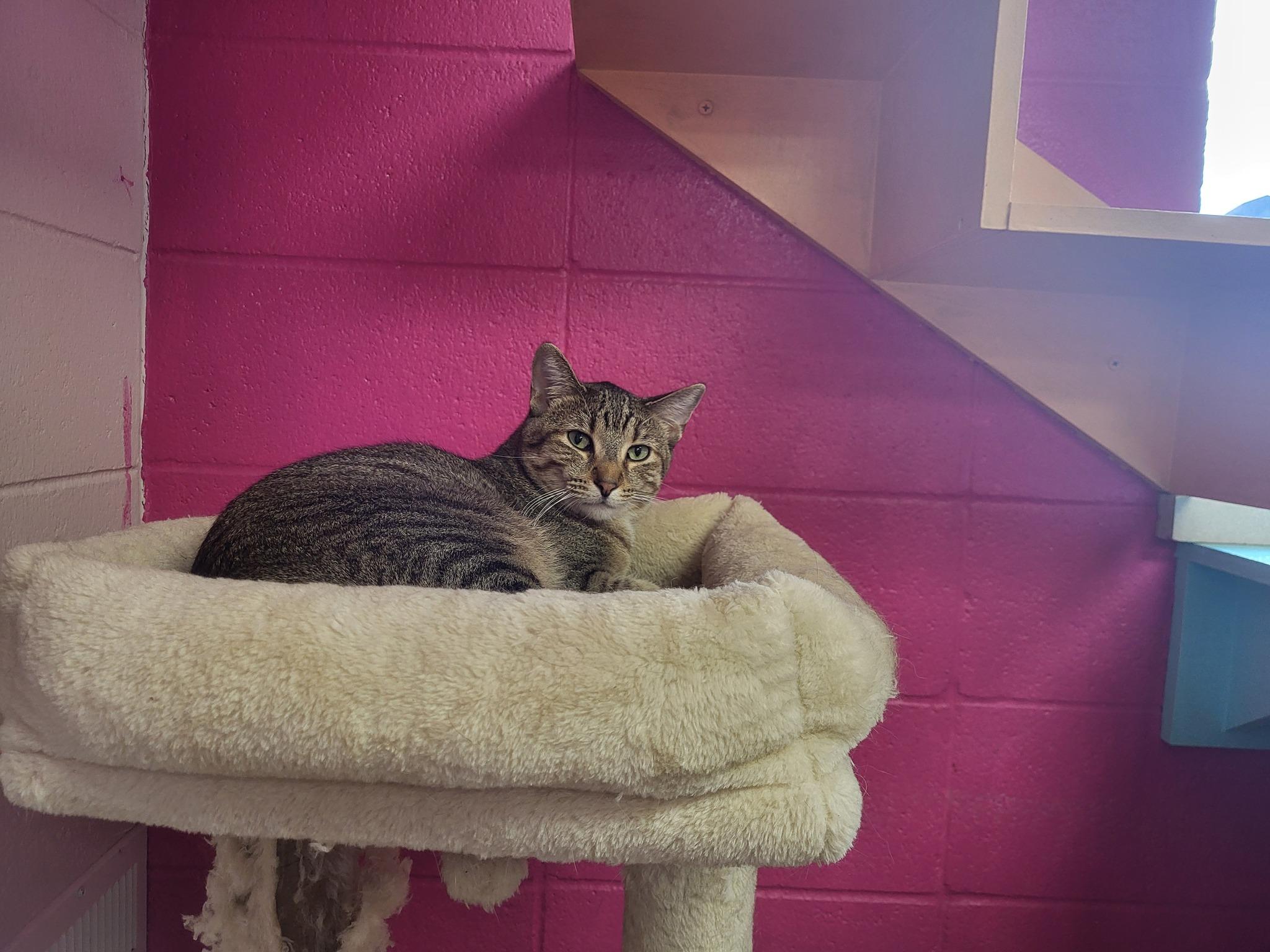 Frankie, Adoptable, Adult Male Domestic Short Hair.