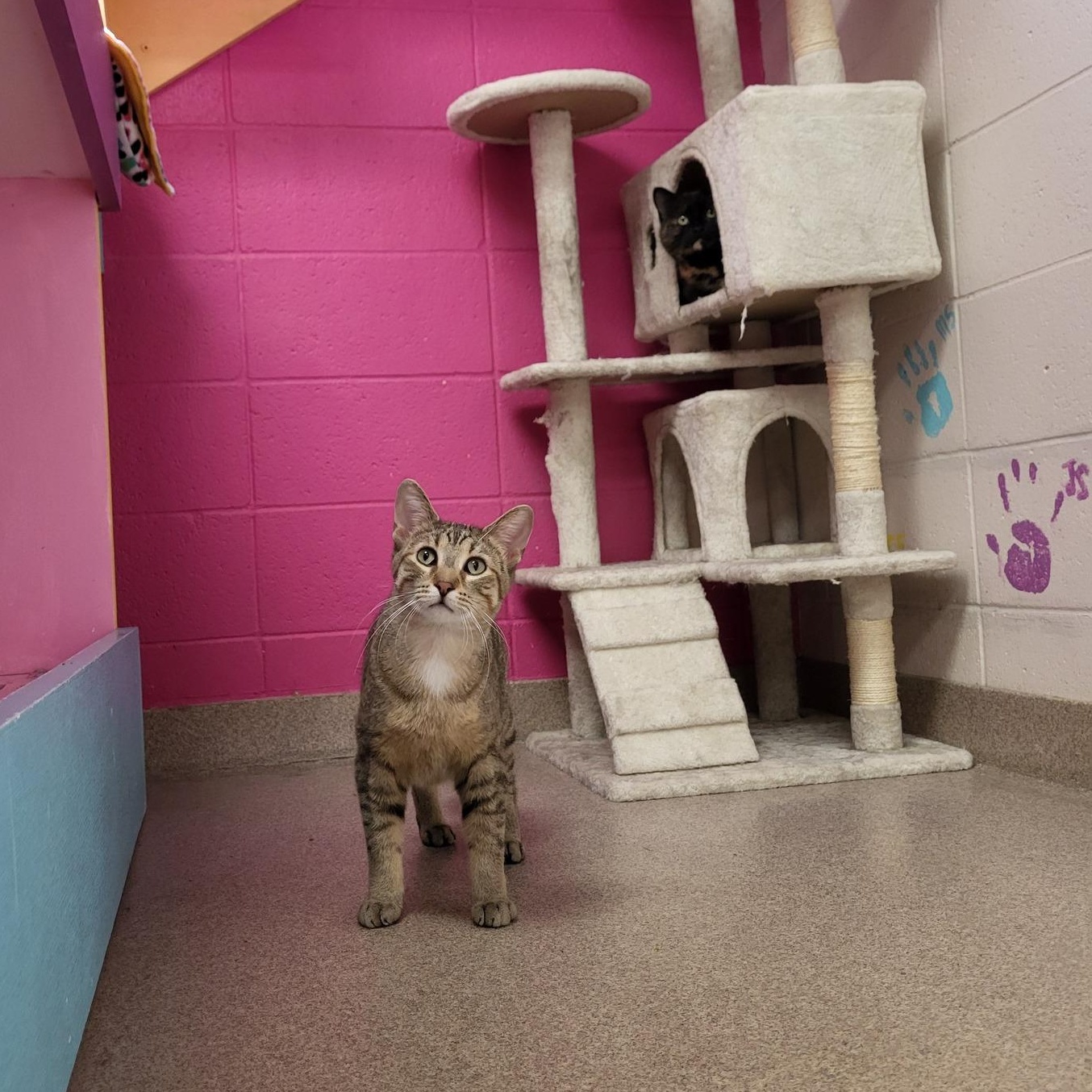 Frankie, a Adoptable Domestic Short Hair in Chilton, WI image 2/4